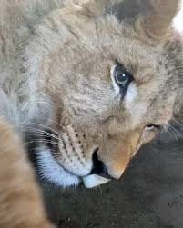 Pin By Zehra Eroglu On Video Animais Diversos Video In 2020 Cute Animals Animal Room Animals