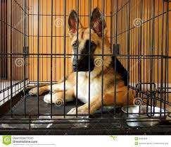 Females $2000 female but if you pick up in person 200 off the above price! Young German Shepherd In Crate Stock Photo 32997349 Megapixl