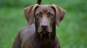 Weimaraner Mixes 20 Striking Crossbreeds With Pictures