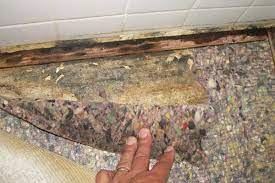 Any moist surface is susceptible to mold. Mold Under Carpet Pad Expert Mold Test