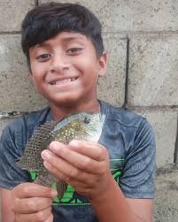 Who ever had fun catching this fish? Coscorub or Coscie. #coscorub  #cichlids #fishing #river #trinidad #caribbean #riverfish #riverfishing  #rockingfishingboys #TrinidadandTobago