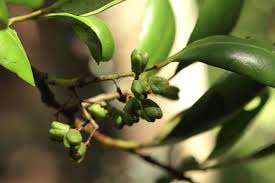 Image result for Pterocelastrus