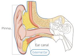Image result for External Ear