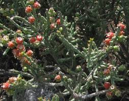 We did not find results for: Tasajillo Cylindropuntia Leptocaulis