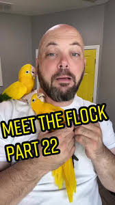 Zeb Ernest Golden Cup Conure