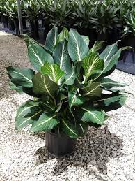 Dieffenbachia Sterling 10 Farm Life Tropical Foliage Shade Plants Indoor Shade Plants Indoor Plants