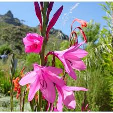 Image result for Watsonia