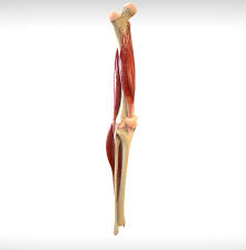 Knee Joint Anatomy Presentation Consist Animation Ready Knee Joint Anatomy Joints Anatomy Knee Joint