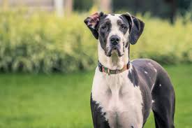 Heavily marked harlequin great dane puppy. Mantle Great Dane Everything You Need To Know Bubbly Pet