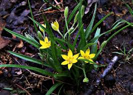 Image result for Hypoxidaceae