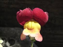 Snapdragon (antirrhinum majus) flowers add a touch of whimsy to annual and perennial flower beds. Why Do Snapdragons Come Back Each Year In Different Colors Dengarden