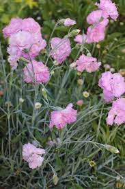 Trouvais French Interiors Rough Luxe Flea Market Finds Deer Resistant Garden Pretty Flowers Carnations