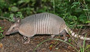 This large collection of animals starting with x contains the meaning and an example of the word in a sentence. Names Of Animals That Start With X Pictures Description