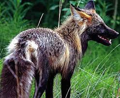 Red Fox Well Distributed Clever Canine Fox Animals Wild Wild Dogs