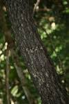 Image result for Diospyros loureiriana