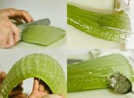 Jus D Aloe Vera Bio Recette Vertus Bienfaits Remedes Naturels Aloe Vera Sante