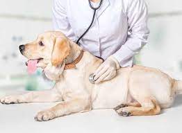 In the beginning, you would probably be confused about selecting the best vet for your dog. Pet Veterinarian Doctor Service Pet Veterinary Doctor Near Me