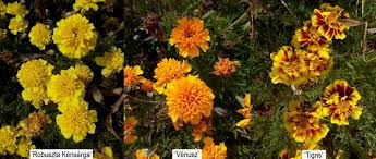Image result for Tagetes patula