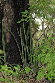 Image result for Sansevieria pearsonii