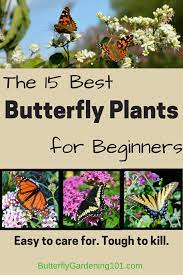 Pin On Backyard Flower Gardening