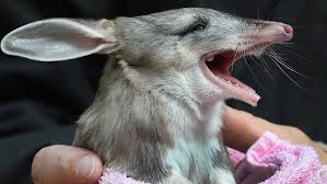 Adelaide Zoo's baby Bilby 'ambassador' for vulnerable species ...