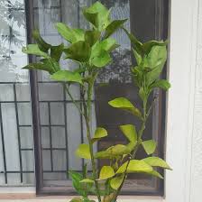 Check spelling or type a new query. Citrus Sinensis Trovita Orange Tree Trovita In Gardentags Plant Encyclopedia