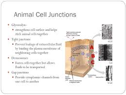 Maybe you would like to learn more about one of these? Extracellular Components And Junctions Plant Cells Plasmodesmata The Intracellular Junction Between Plant Cells Water And Small Solute Can Pass Freely Ppt Download