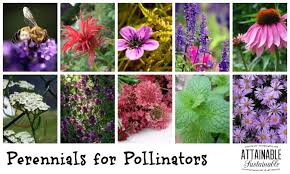 We did not find results for: Perennials Bees Plants Pollinator Garden Perennials