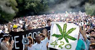 Where Did 420 Come From And Where Is It Going Sensi Seeds Sensi Seeds Who started the use of term?
