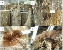 Image result for Stemonitis splendens