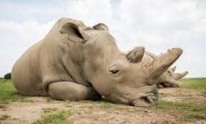 Ceratotherium simum)، هو نوع من الحيوانات الثدية أحادي الطراز من فصيلة الكركدنيات ومن رتبة وتريات الأصابع يعيش في جنوب أفريقيا والجنوب السوداني، ويألف الأراضي المعشبة والمجدبة القريبة من الأنهار وبرك المياه. Qpftqfv Mvt8hm