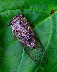 Synchronous muscle is a type of muscle that contracts once for every nerve impulse. Cicadas Umn Extension