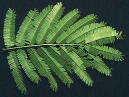 Image result for Acacia cornigera