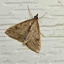 Image result for Pouchetia baumanniana