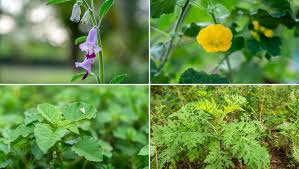 Image result for Ceratotheca sesamoides