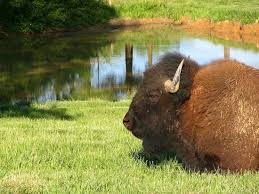 Maybe you would like to learn more about one of these? The 5 Best Things To Do Near Kentucky Lakes Prizer Point Koa Cadiz Tripadvisor