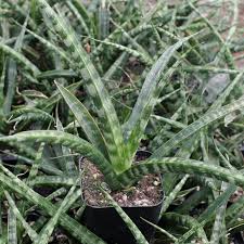 Image result for Sansevieria