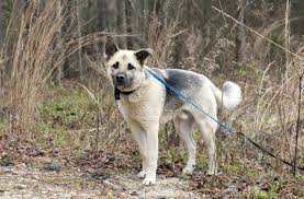 Health guaranteed puppies, come up to date on shots and vet record; 608 Akita Shepherd Photos Free Royalty Free Stock Photos From Dreamstime