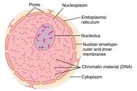 We did not find results for: Nucleus Structure Components And Functions Earth S Lab