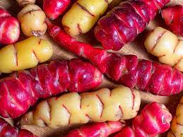 We did not find results for: Top 10 Unusual Vegetables Lovethegarden