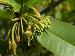 Image result for Manilkara koechlinii