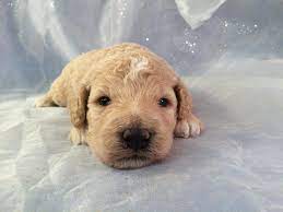 When you're searching for a dog that won't trigger your allergies or leave mounds of fur all over the house, you're. Mini Goldendoodles In North Iowa Looking For A Home
