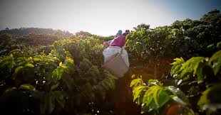 El café colombiano de Doris Prada, ganador de los Oscar del Café, podrá  degustarse en cafeterías de El Corte Inglés :: Prensa Ibérica para El Corte  Inglés