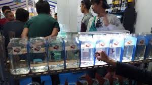 Menyediakan ikan hias dan aquarium Video Pameran Dan Kompetisi Ikan Hias Digelar Di Mall Plaza Kalibata Warta Kota
