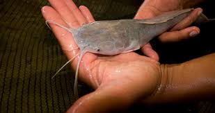 How To Farm Catfish