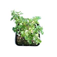 Image result for Mostuea microphylla