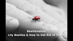 How do i get rid of flea beetles in my vegetable garden ? Get Gardening Beetlemania Lily Beetles How To Get Rid Of Them Youtube