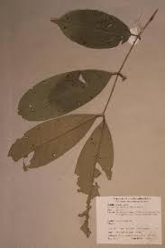 Image result for Anthonotha macrophylla