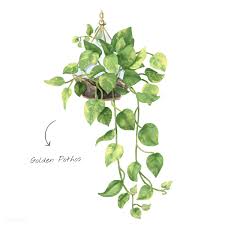 Golden Pothos Leaf Isolated On White Background Free Image By Rawpixel Com Plant Sketches Plant Painting Watercolor Plants