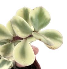 Image result for Odontosoria afra